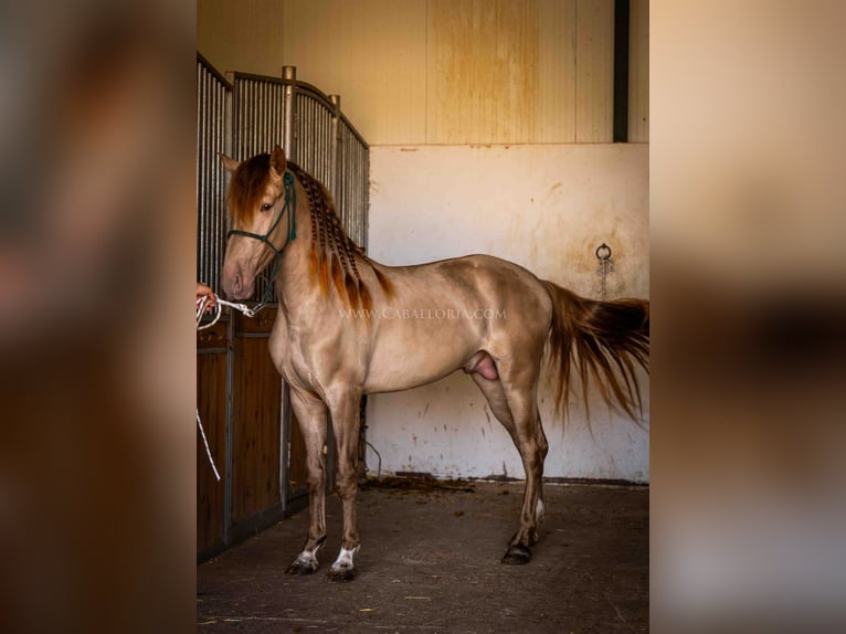 PRE Stallion 5 years 15,2 hh Champagne in Rafelguaraf