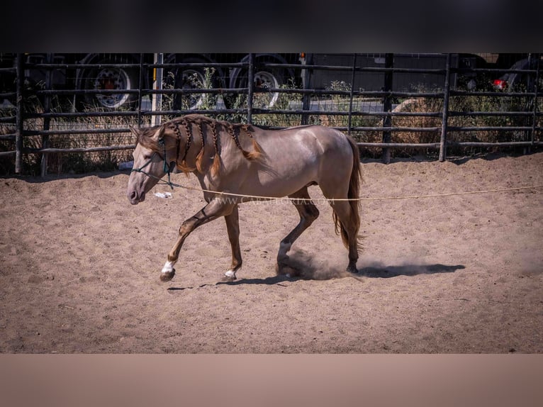 PRE Stallion 5 years 15,2 hh Champagne in Rafelguaraf