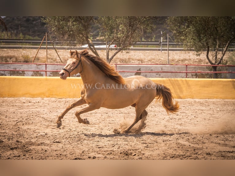 PRE Stallion 5 years 15,2 hh Champagne in Rafelguaraf