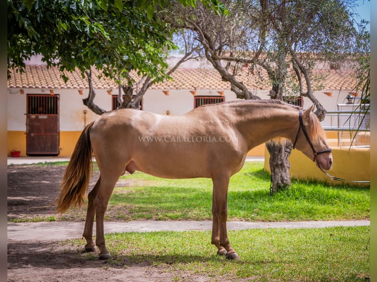 PRE Stallion 5 years 15,2 hh Champagne in Rafelguaraf