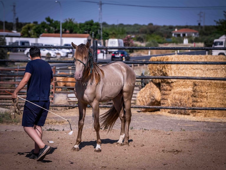 PRE Stallion 5 years 15,2 hh Champagne in Rafelguaraf