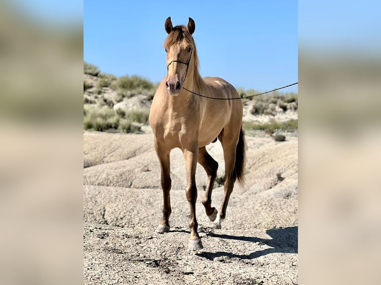 PRE Mix Stallion 5 years 15,2 hh Champagne in Archena