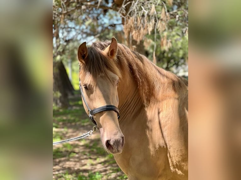 PRE Mix Stallion 5 years 15,2 hh Champagne in Archena