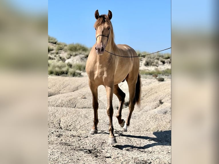 PRE Stallion 5 years 15,2 hh Champagne in Archena