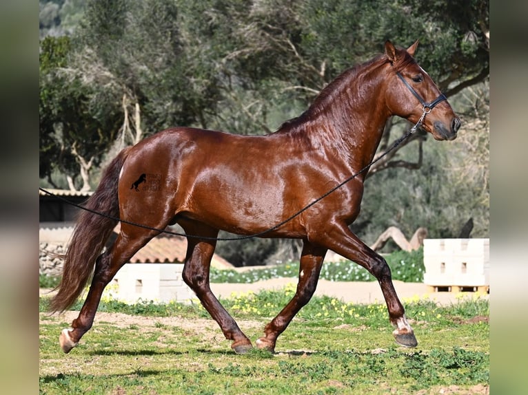 PRE Mix Stallion 5 years 15,2 hh Chestnut-Red in Menorca