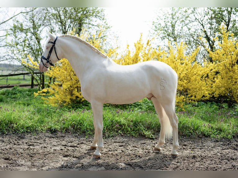 PRE Stallion 5 years 15.2 hh Cremello in Balatonfenyves