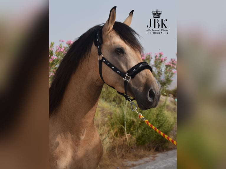 PRE Stallion 5 years 15,2 hh Dun in Tabernas Almeria