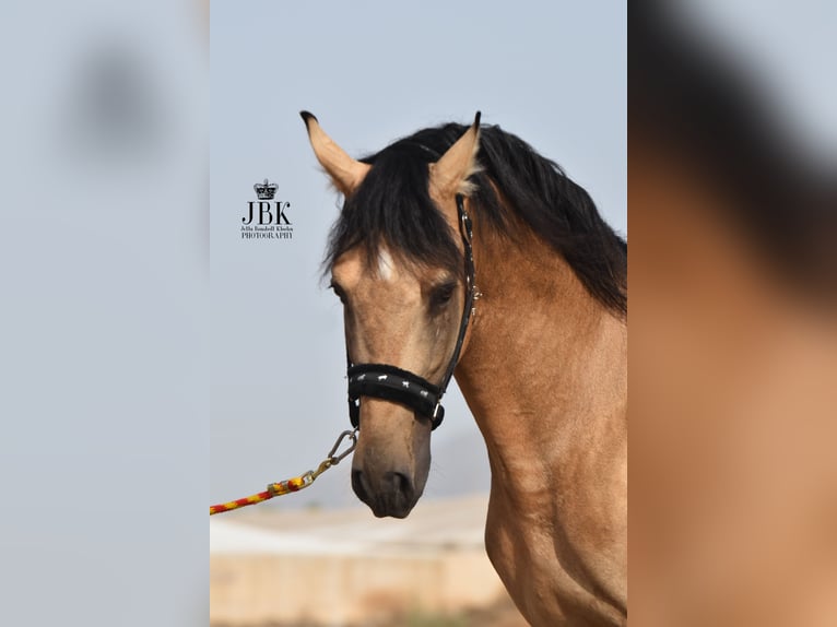 PRE Stallion 5 years 15,2 hh Dun in Tabernas Almeria