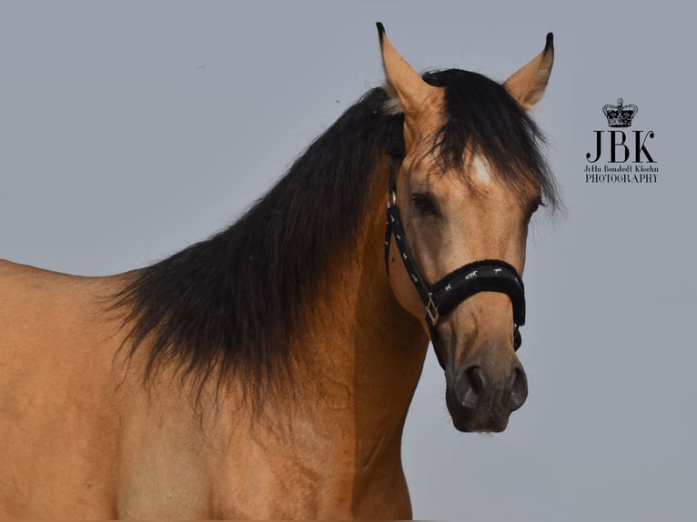 PRE Stallion 5 years 15,2 hh Dun in Tabernas Almeria