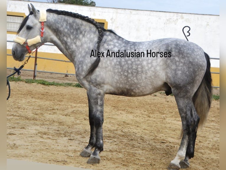 PRE Mix Stallion 5 years 15,2 hh Gray-Dapple in Sevilla
