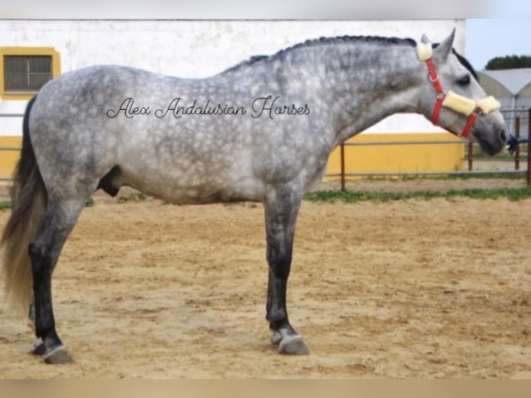 PRE Mix Stallion 5 years 15,2 hh Gray-Dapple in Sevilla
