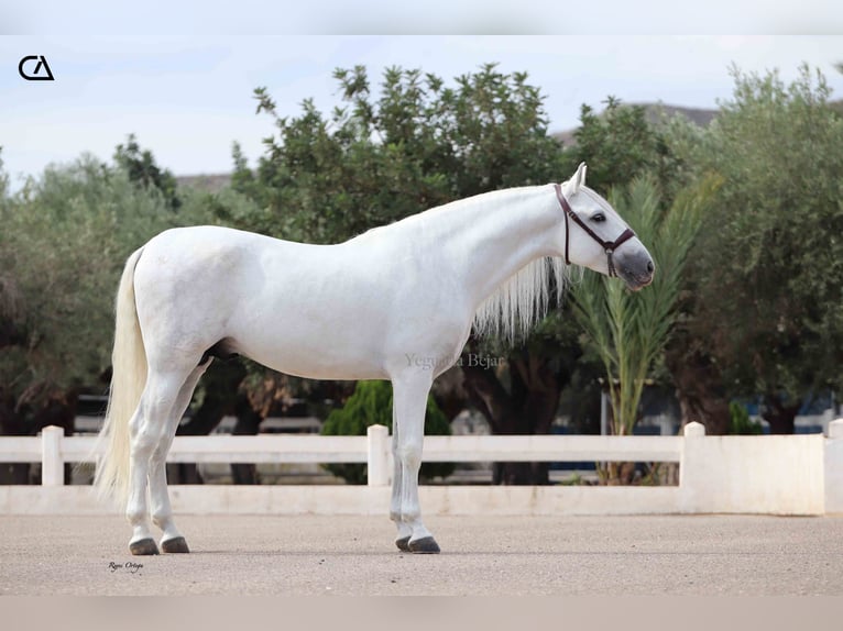 PRE Stallion 5 years 15,2 hh Gray-Dapple in Puerto Lumbreras