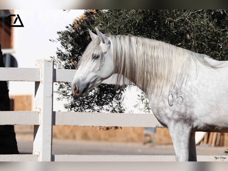 PRE Stallion 5 years 15,2 hh Gray-Dapple in Puerto Lumbreras