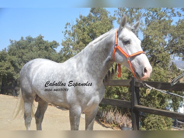 PRE Stallion 5 years 15,2 hh Gray-Dapple in Vejer de la Frontera