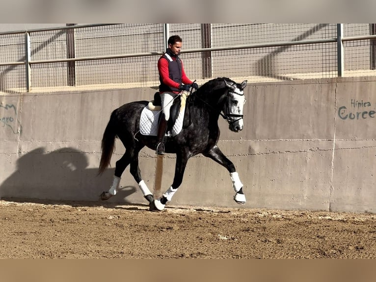 PRE Stallion 5 years 15,2 hh Gray-Dark-Tan in Valencia