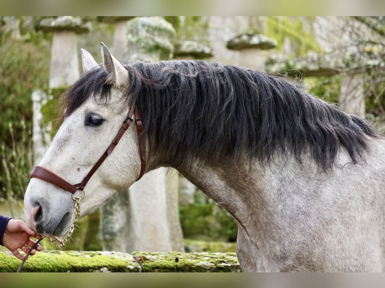 PRE Stallion 5 years 15,2 hh Gray in Ourense