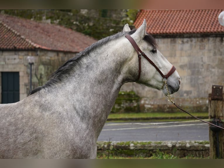 PRE Stallion 5 years 15,2 hh Gray in Ourense