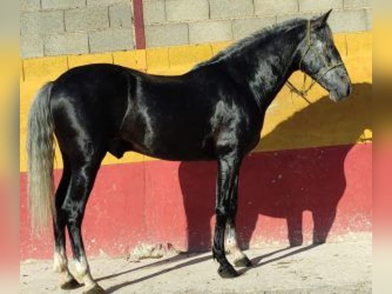 PRE Mix Stallion 5 years 15,2 hh Gray in MADRID