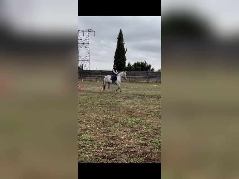 PRE Stallion 5 years 15,2 hh Gray in Marguerittes