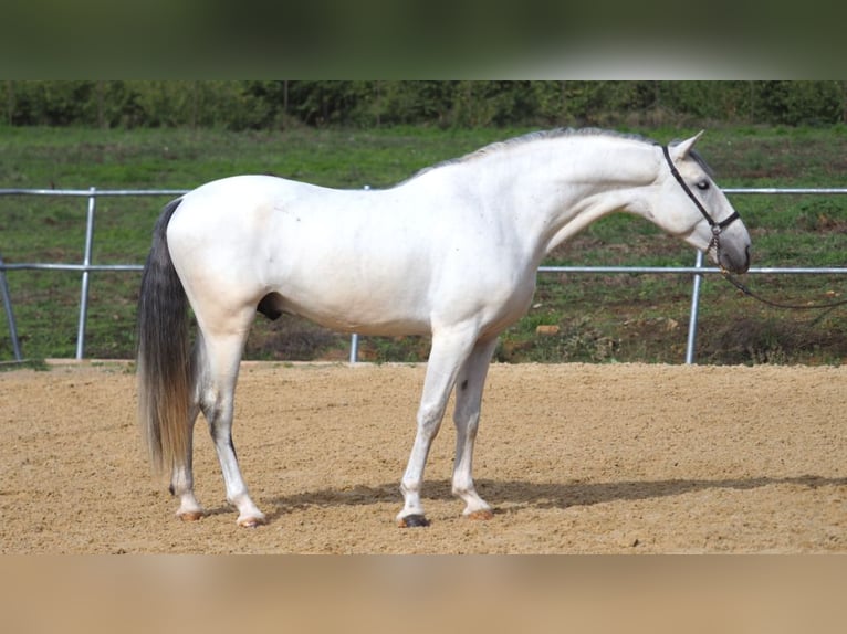 PRE Mix Stallion 5 years 15,2 hh Gray in NAVAS DEL MADRONO