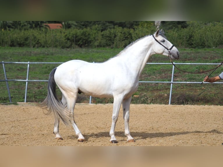PRE Mix Stallion 5 years 15,2 hh Gray in NAVAS DEL MADRONO