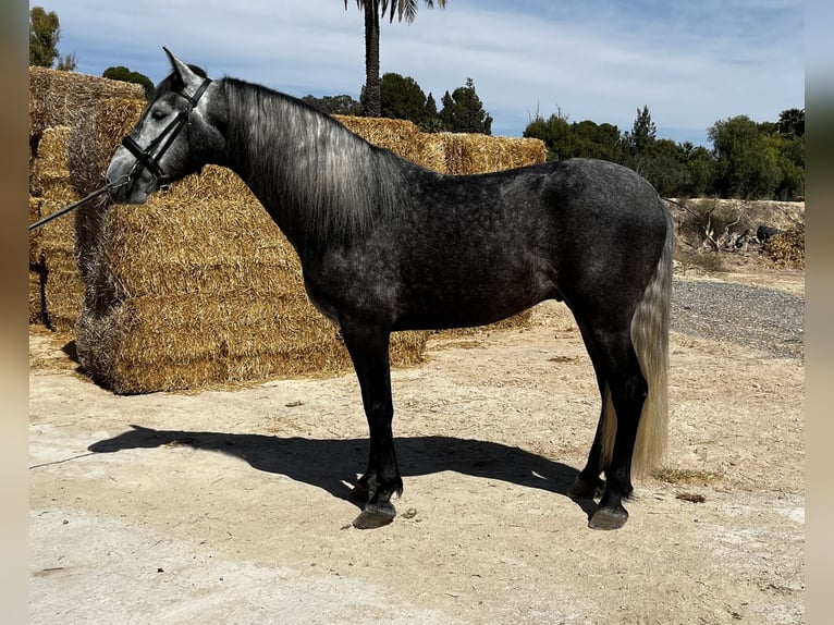 PRE Stallion 5 years 15,2 hh Gray in Sangonera la seca