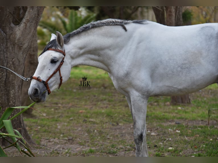 PRE Stallion 5 years 15,2 hh Gray in Tabernas Almeria