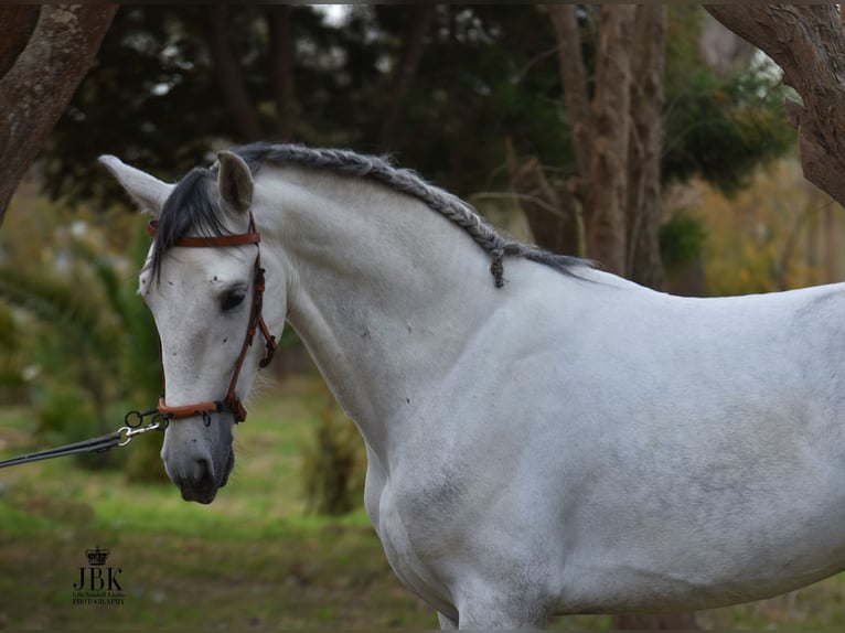 PRE Stallion 5 years 15,2 hh Gray in Tabernas Almeria