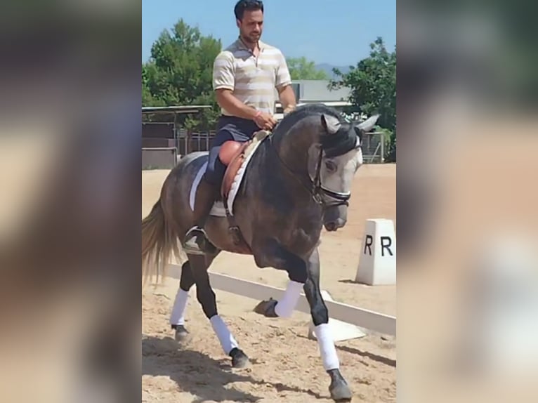PRE Mix Stallion 5 years 15.2 hh Grey-Dapple in Neu-Anspach
