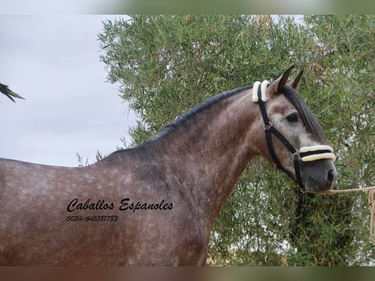 PRE Stallion 5 years 15.2 hh Grey-Dapple in Vejer de la Frontera