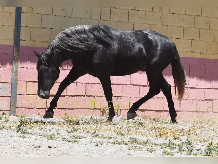 PRE Stallion 5 years 15.2 hh Grey-Dark-Tan in Provinz Granada