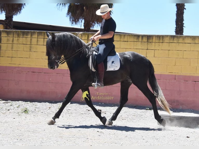 PRE Stallion 5 years 15.2 hh Grey-Dark-Tan in Provinz Granada