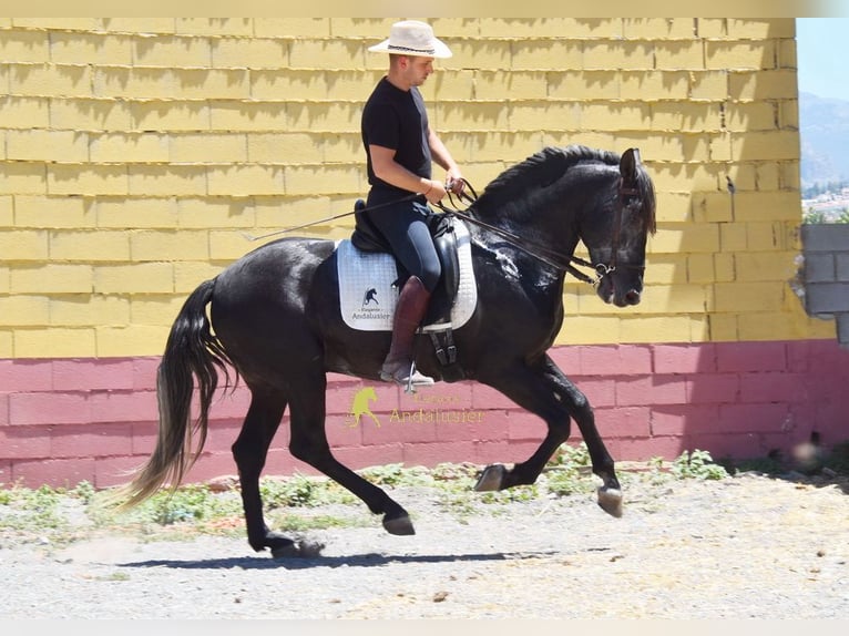 PRE Stallion 5 years 15.2 hh Grey-Dark-Tan in Provinz Granada