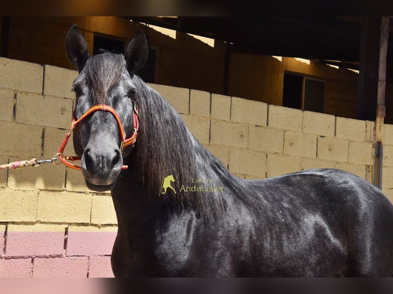 PRE Stallion 5 years 15.2 hh Grey-Dark-Tan in Provinz Granada