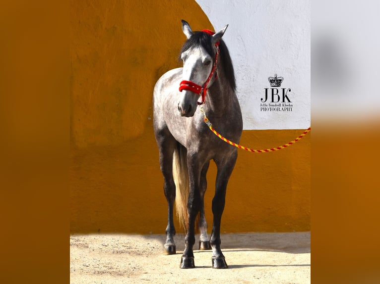 PRE Stallion 5 years 15.2 hh Grey in Tabernas Almeria