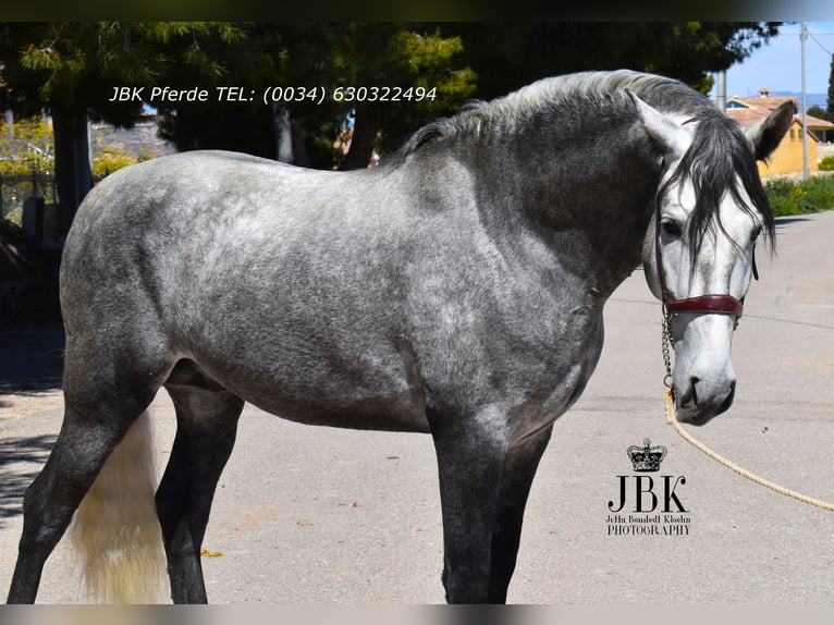 PRE Mix Stallion 5 years 15.2 hh Grey in Tabernas Almeria