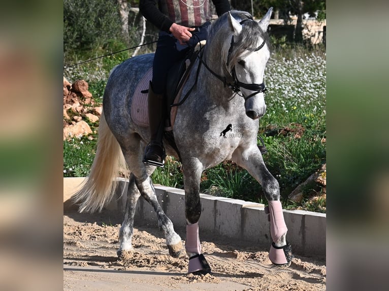 PRE Stallion 5 years 15.2 hh Grey in Menorca