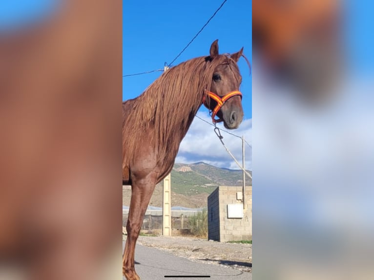 PRE Mix Stallion 5 years 15,2 hh in Almeeimar