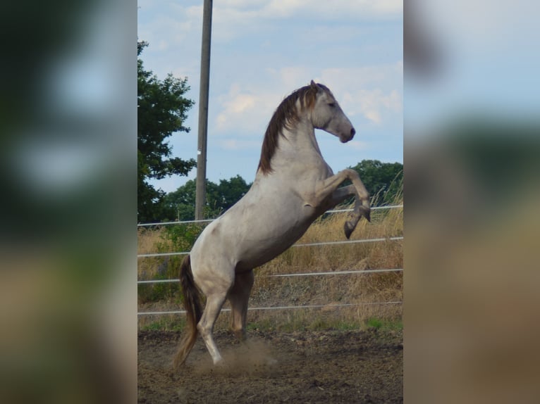 PRE Stallion 5 years 15,2 hh Pearl in Grubditz