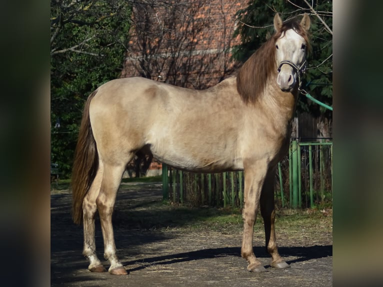 PRE Stallion 5 years 15,2 hh Pearl in Grubditz