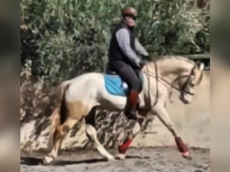 PRE Stallion 5 years 15,2 hh Perlino in Elx/Elche