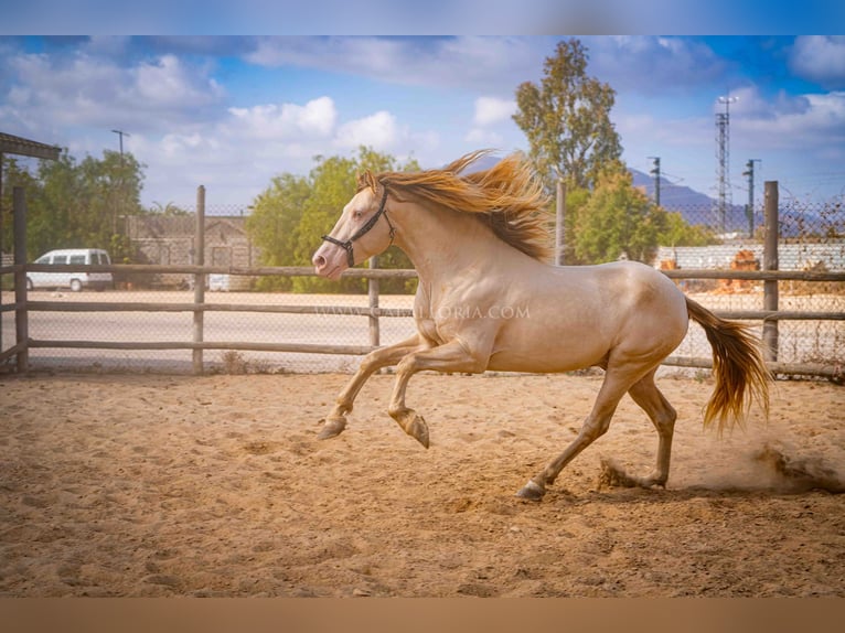 PRE Stallion 5 years 15,2 hh Perlino in Rafelguaraf