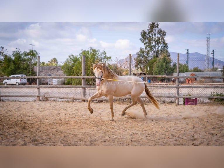 PRE Stallion 5 years 15,2 hh Perlino in Rafelguaraf