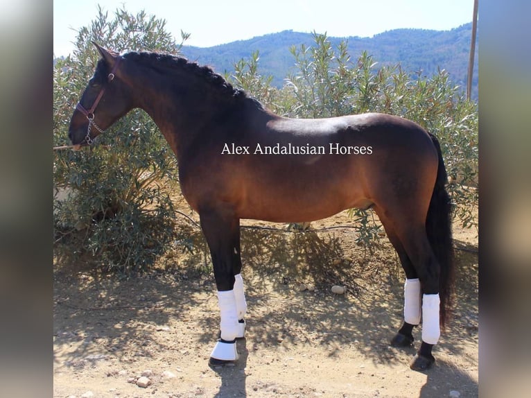 PRE Mix Stallion 5 years 15,3 hh Bay-Dark in Sevilla