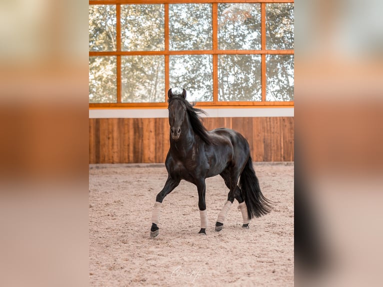 PRE Stallion 5 years 15,3 hh Black in Bedburg