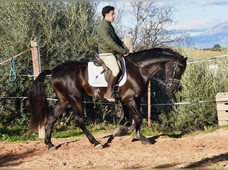 PRE Stallion 5 years 15.3 hh Black in Provinz Malaga
