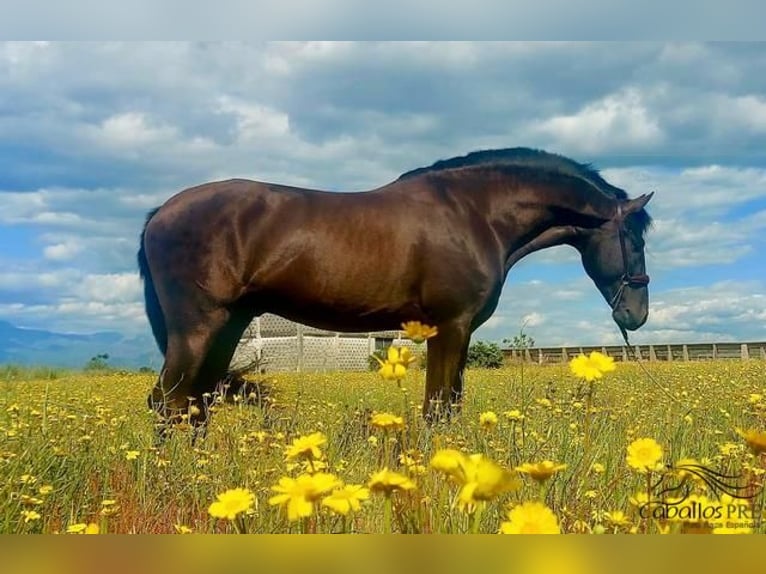 PRE Stallion 5 years 15,3 hh Black in Badajoz