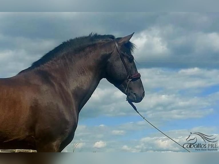 PRE Stallion 5 years 15,3 hh Black in Badajoz