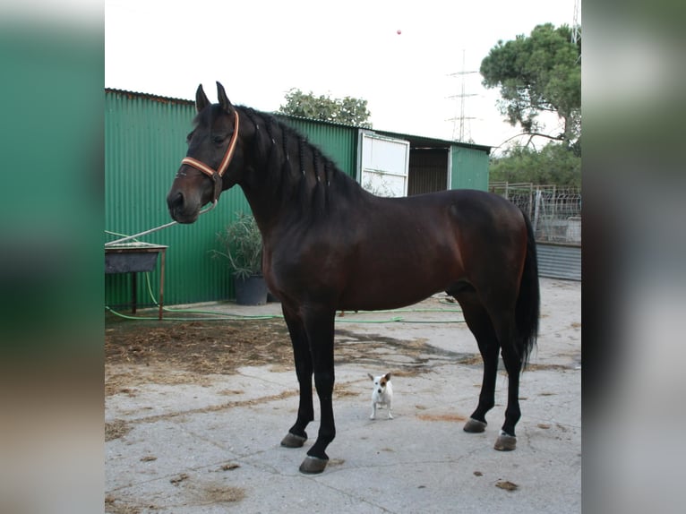 PRE Mix Stallion 5 years 15.3 hh Brown in Vejer de la Frontera