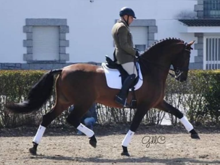 PRE Mix Stallion 5 years 15,3 hh Brown in Madrid